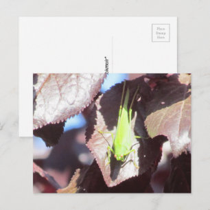 Cartão postal - Gafanhoto na Árvore