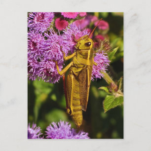 Cartão Postal Gafanhoto Sortudo em Ageratum
