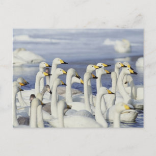 Cartão Postal Gaggle Geese