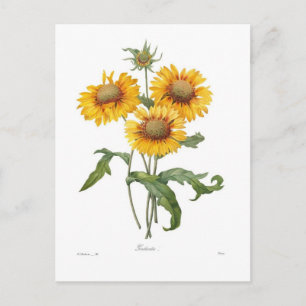 Cartão Postal Gaillardia