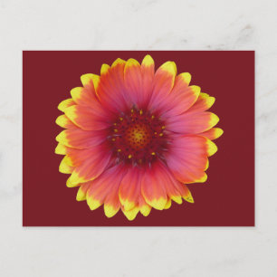 Cartão Postal Gaillardia 1