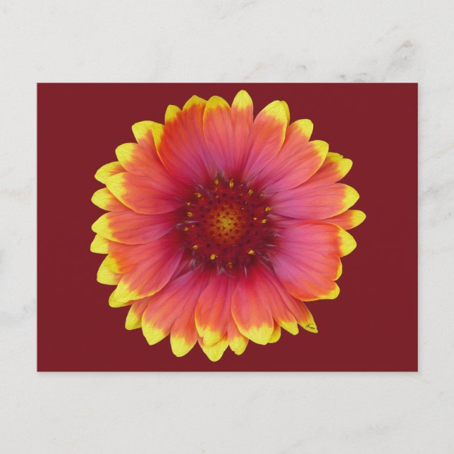 Cartão Postal Gaillardia 1 (Frente)