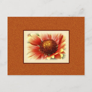 Cartão Postal Gaillardia Banhada Pelo Sol Fotografia Faz Você Se