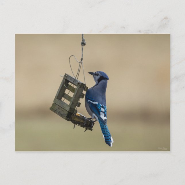 Cartão Postal Gaio Azul Balançando (Frente)