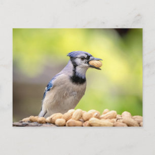 Cartão Postal Gaio-azul com um amendoim