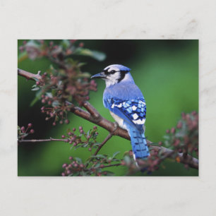 Cartão Postal Gaio-azul, Cyanocitta cristata