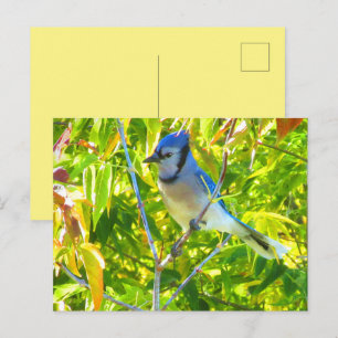 Cartão Postal Gaio Azul do Norte na Árvore Natureza Personalizad