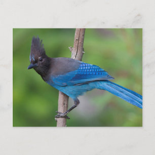 Cartão Postal Gaio-de-steller 1