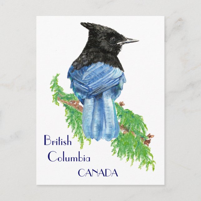 Cartão Postal Gaio Estelar, Colúmbia Britânica, Pássaro, Naturez (Frente)
