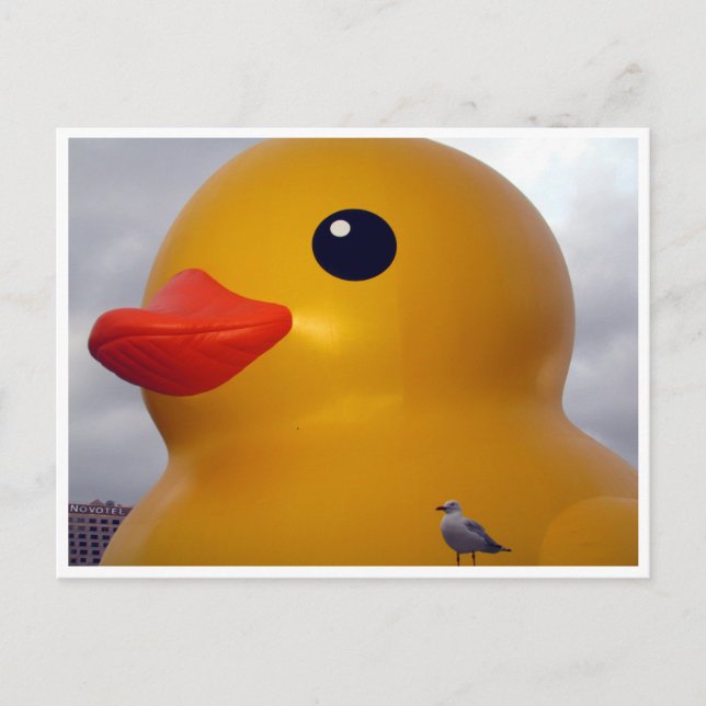 Cartão Postal gaivota (Frente)