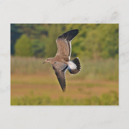 Cartão Postal Gaivota