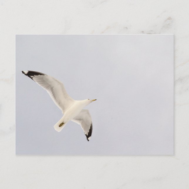 Cartão Postal Gaivota (Frente)