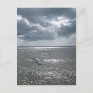 Cartão Postal Gaivota