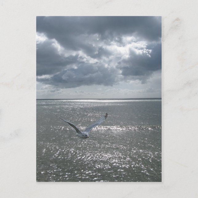 Cartão Postal Gaivota (Frente)