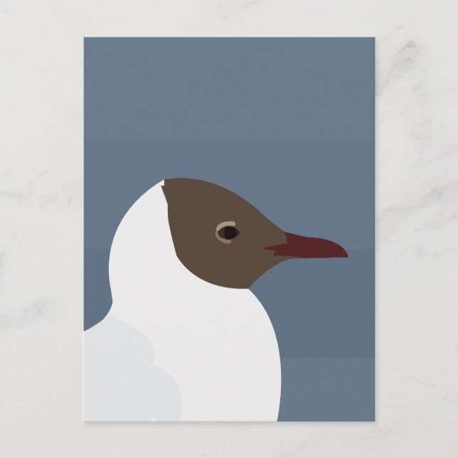 Cartão Postal Gaivota Ave Gaivota  (Frente)