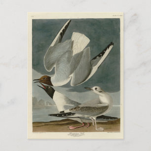 Cartão Postal Gaivota Bonapartiana das Aves da América de Audubo
