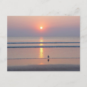 Cartão Postal Gaivota Daytona Beach FL Nascer do Sol no Oceano C