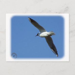 Cartão Postal Gaivota de cabeça preta 8R32D-04