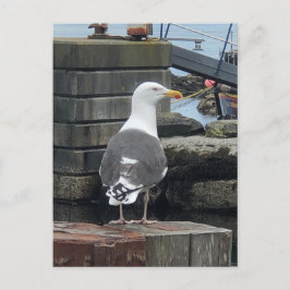 Cartão Postal Gaivota-de-dorso-preto, Ilha de Islay, Escócia