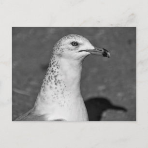 Cartão Postal Gaivota de perto