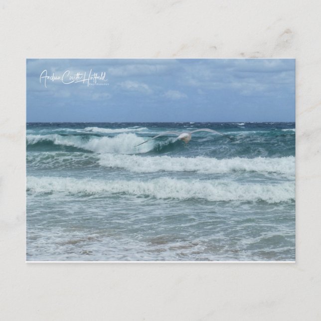 Cartão Postal Gaivota e Mar (Frente)
