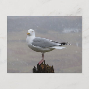 Cartão Postal Gaivota Em Poste De Madeira Nevasca Litoral Invern