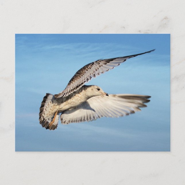 Cartão Postal Gaivota em Voo (Frente)