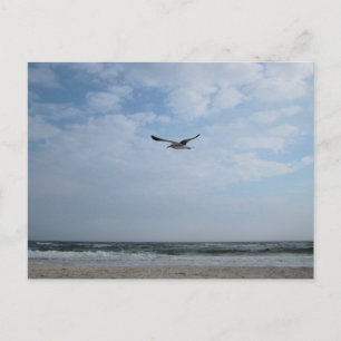 Cartão Postal Gaivota em Voo Praia Fotografia Original