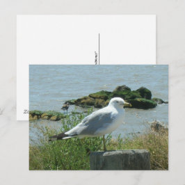 Cartão postal – Gaivota no Pilar