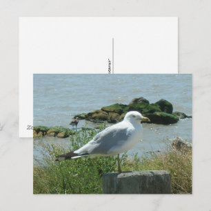 Cartão postal – Gaivota no Pilar