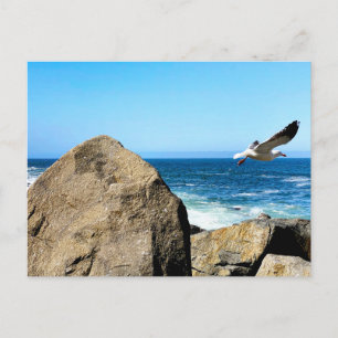 Cartão Postal Gaivota Parte