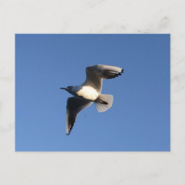Cartão Postal Gaivota-pequena