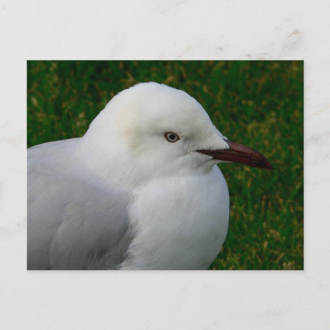 Cartão Postal Gaivota prateada juvenil (Frente)