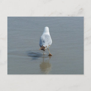 Cartão Postal Gaivota Solitária