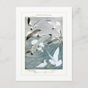 Cartão Postal Gaivotas