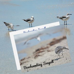Cartão Postal Gaivotas Catando Conchas na Praia