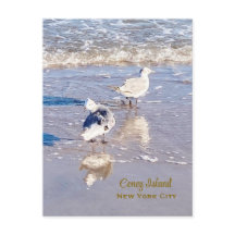 Gaivotas de Coney Island