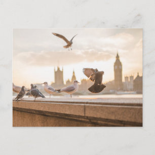 Cartão Postal Gaivotas de Londres