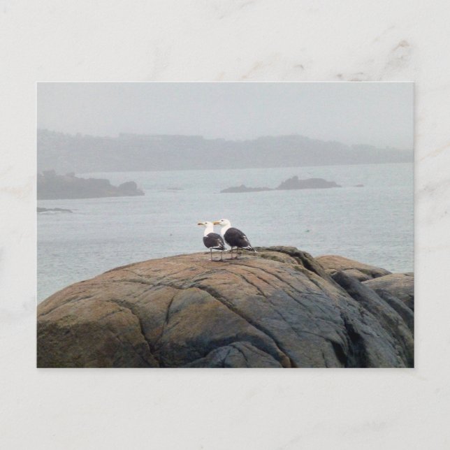 Cartão Postal Gaivotas em Kennebunkport, Maine (Frente)