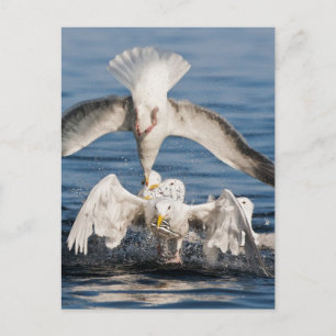 Cartão Postal Gaivotas Mergulhadoras
