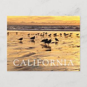 Cartão Postal Gaivotas na Praia ao Pôr do Sol