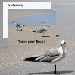 Cartão Postal Gaivotas na Praia Costumizável
