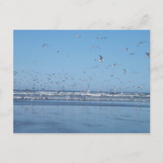 Cartão Postal Gaivotas no ar