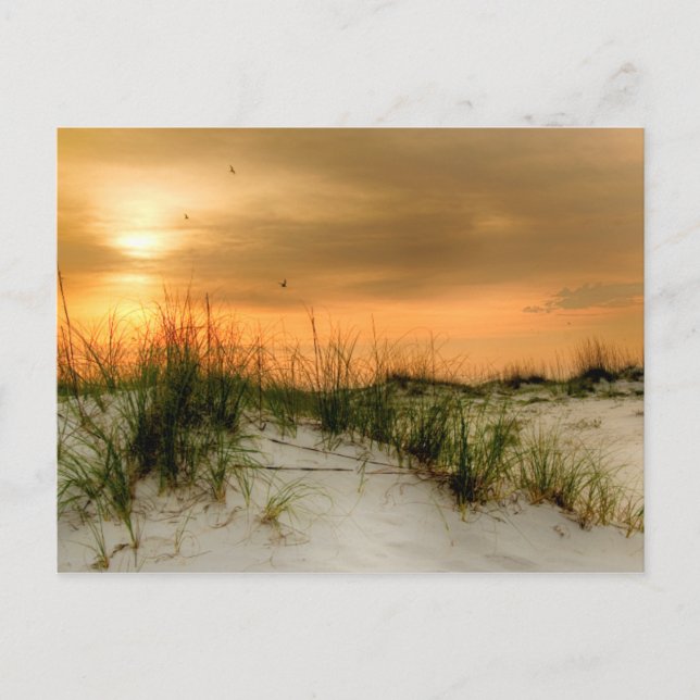 Cartão Postal Gaivotas no nascer do sol (Frente)