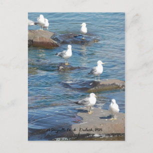 Cartão Postal Gaivotas Perch, Uma Gaivota Perch Duluth, MN