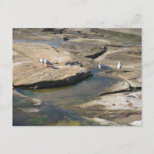 Cartão Postal Gaivotas Rochosas em Cronulla - Fotografia de Prai