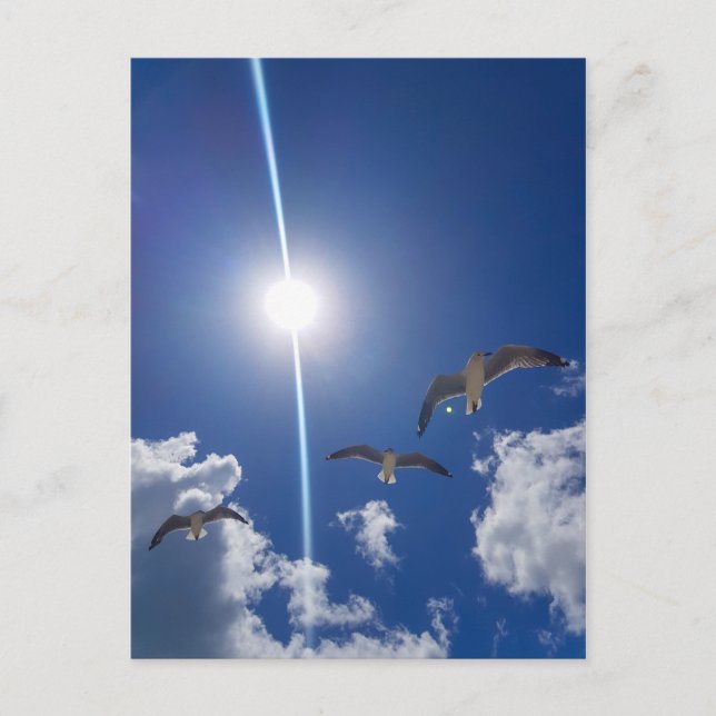 Cartão Postal Gaivotas Voando Nuvens Sol Céu (Frente)