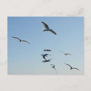 Cartão Postal Gaivotas Voando Sobre a Vida Selvagem Costeira do 