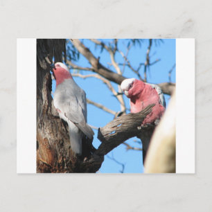 Cartão Postal Galah