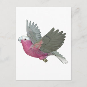 Cartão Postal Galah